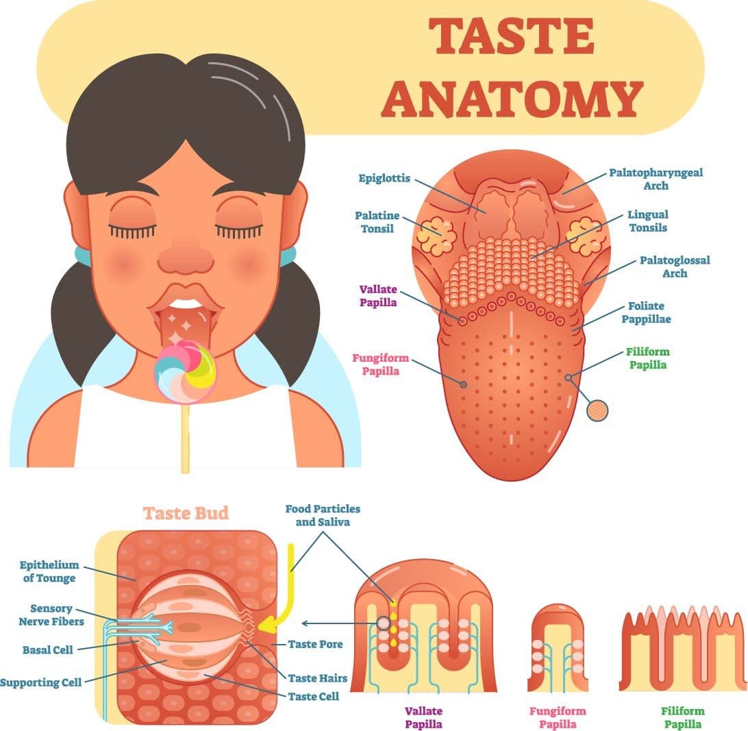 Taste Anatomy