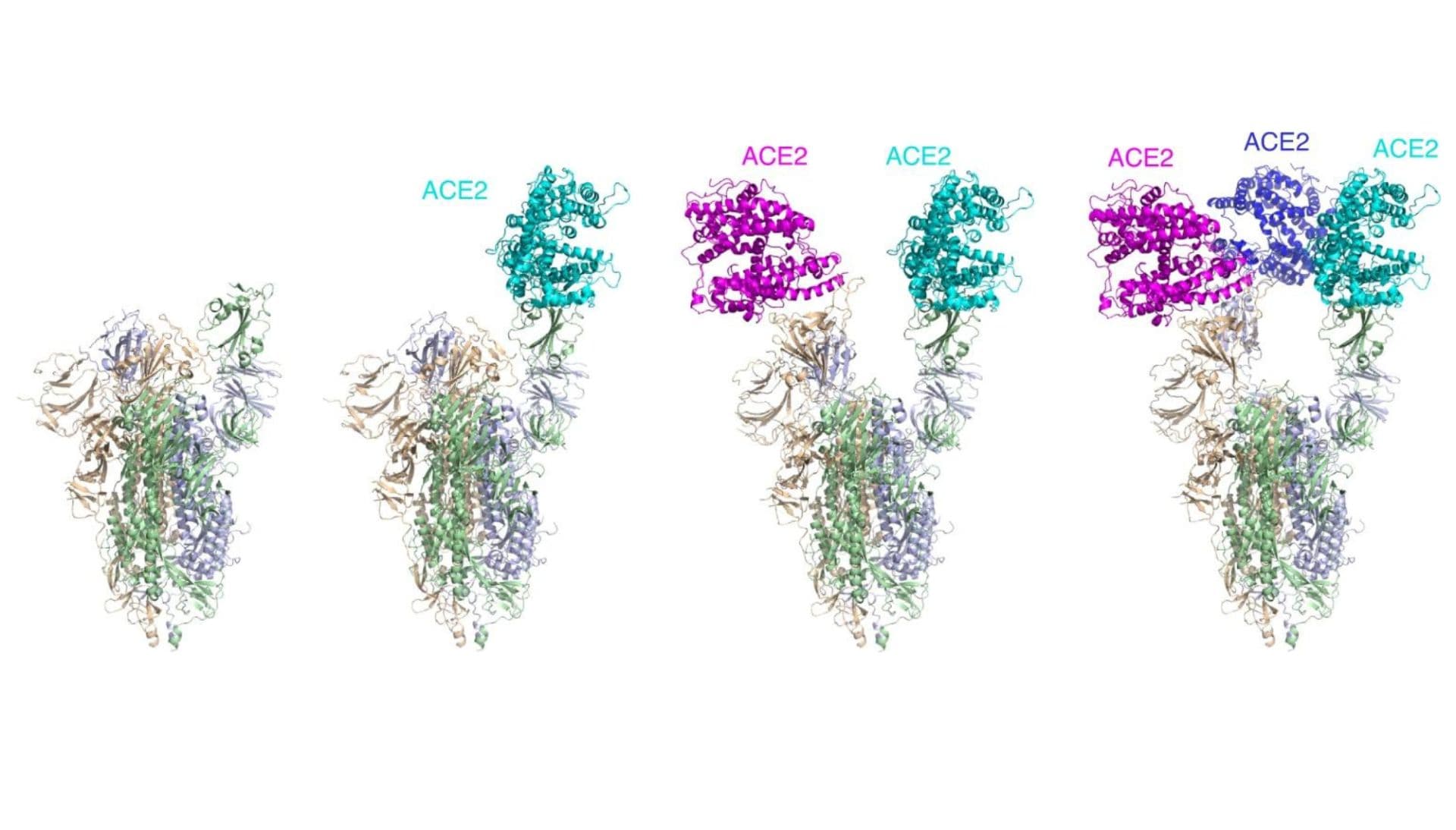 Angiotensin converting enzyme 2 (ACE2) autoantibody