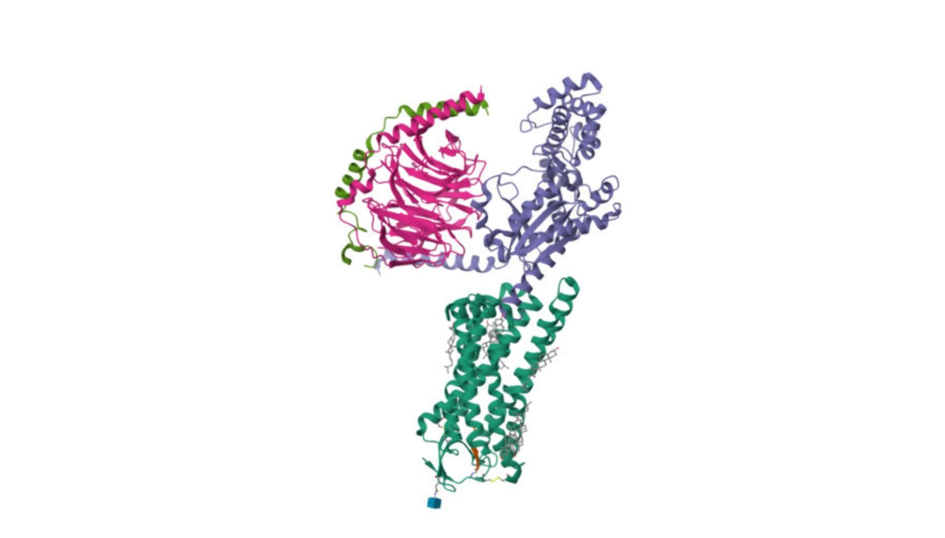 Angiotensin II receptor 1 (AT1R) autoantibody