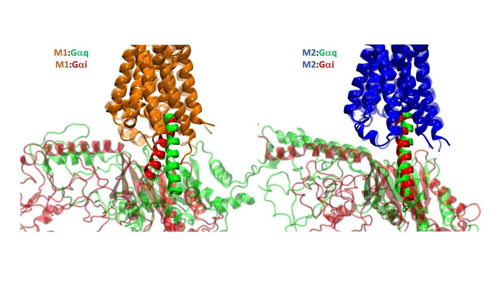 Muscarinic cholinergic receptor (M2R) autoantibody